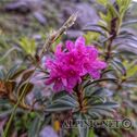 IMG_7474_aDxO