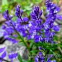 IMG_4990_lo_dxo