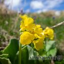IMG_0595