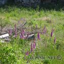 IMG_2441_lo_dxo