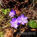 IMG_9677_DxO