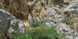 Herbertsteig Mixture 7-