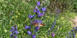Herbertsteig Mixture 7-