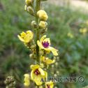 IMG_8068_aDxO