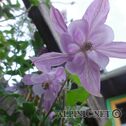 DSC02971
