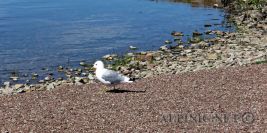 Kinnekulleleden MTB / Götene Komun / Schweden