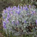IMG_0771