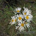 IMG_0866