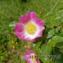IMG_7045_DxO