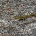 IMG_7054_DxO