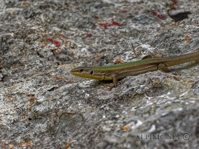 IMG_7054_DxO