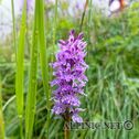 IMG_8746_DxO