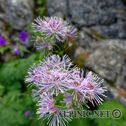 IMG_8811_DxO